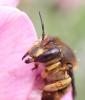 Anthidium manicatum